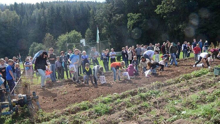 Hans Ziegler brachte mit einer maschinellen Kartoffelgrabgabel die reifen Kartoffeln ans Licht und groß wie klein stürzte sich auf die Erdäpfel. Foto: Karl-Heinz Hofmann