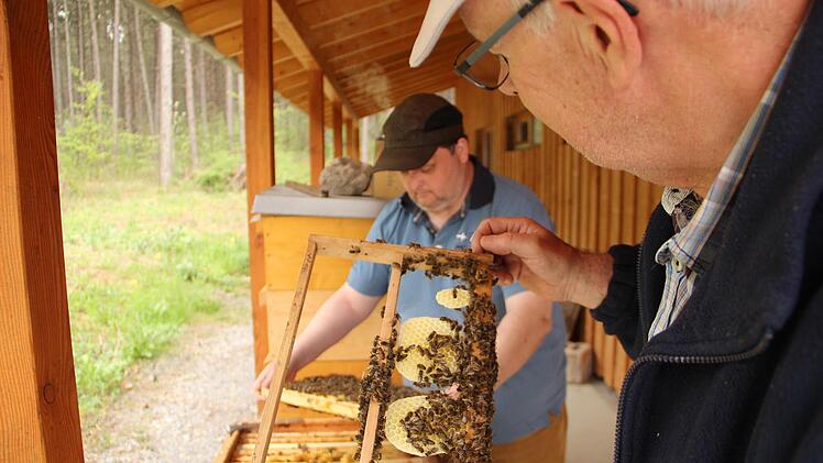 Alles im grünen Bereich: Dem Bienenstock geht es gut. Foto: Heike Beudert