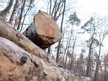 Umweltstation Kitzinger Land l&auml;dt zu F&uuml;hrung ein - wie Totholz unsere W&auml;lder belebt