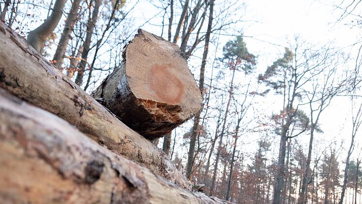 Umweltstation Kitzinger Land l&auml;dt zu F&uuml;hrung ein - wie Totholz unsere W&auml;lder belebt
