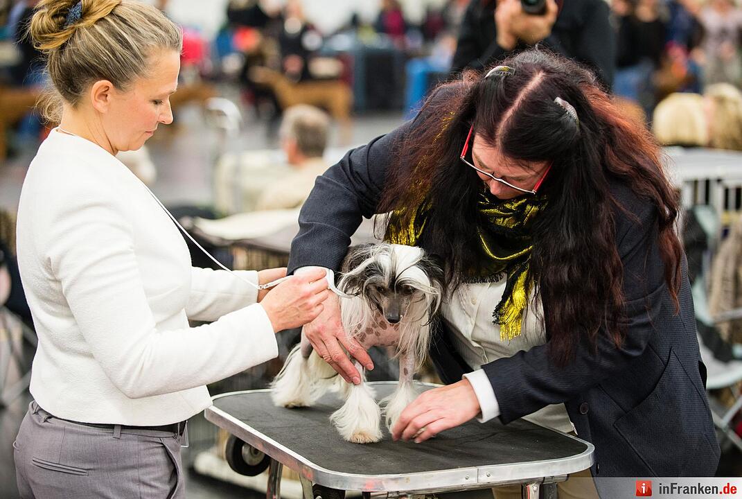 Internationale Rassehunde-Ausstellung «Cacib» in Nürnberg