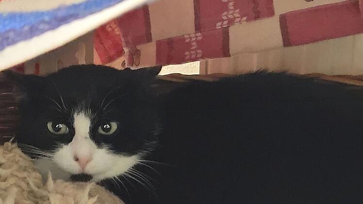 Tierheim Kulmbach mit "Black Friday": Tierschützer stellen besondere Katzen und Hunde vor