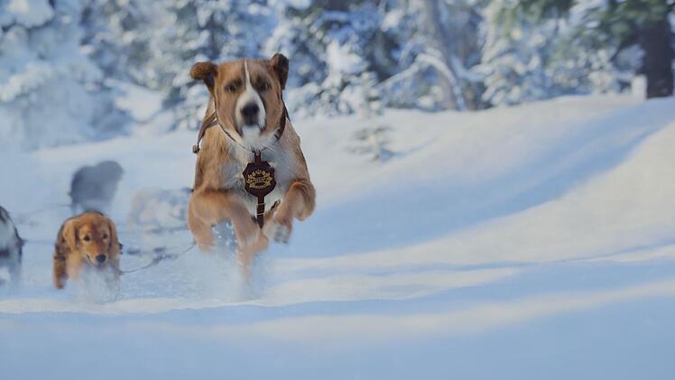Buck muss sich in seinem Schlittenhund-Rudel immer wieder behaupten.