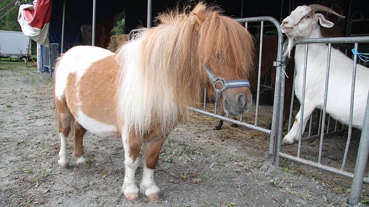 Das Mini-Pony ist kleiner als der Zirkus-Hund Bruno