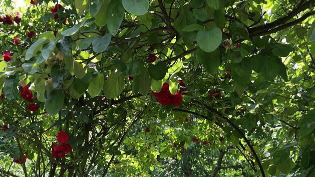 Symbolbild: Barbara Herbst