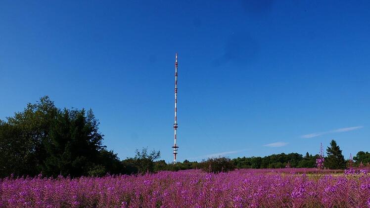 Weidenröschen und Heidelstein.Heike Beudert