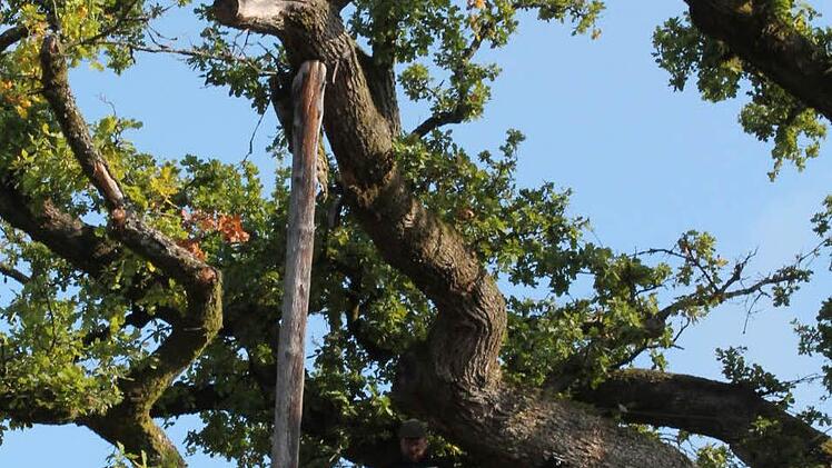 Die König-Ludwig-Eiche in Bad Brückenau ist einer von zehn Bäumen, die zur Wahl des "Baums der Bayern" stehent. Foto: Benedikt Borst