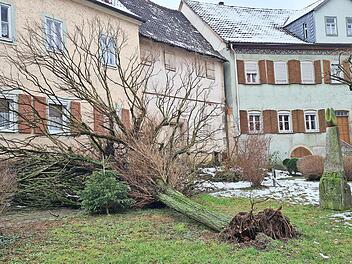 Auch wenn der Schnee in tieferen Lagen oft schon geschmolzen ist, die Auswirkungen sind noch zu sehen. Am Münnerstädter Kirchplatz ist dieser Baum entwurzelt und umgekippt.