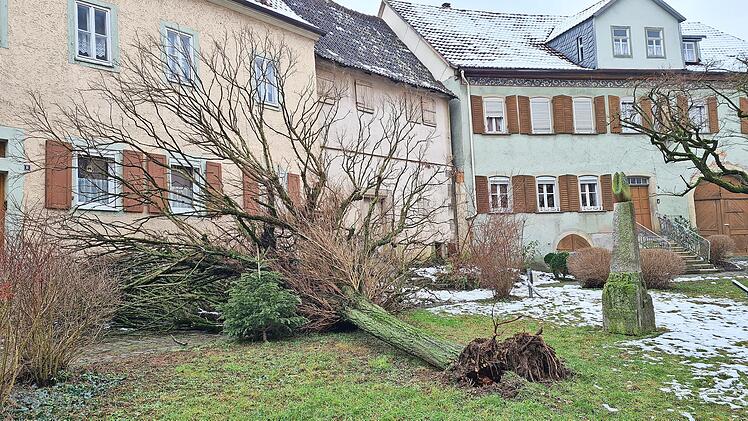 Auch wenn der Schnee in tieferen Lagen oft schon geschmolzen ist, die Auswirkungen sind noch zu sehen. Am Münnerstädter Kirchplatz ist dieser Baum entwurzelt und umgekippt.