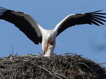 Bayreuth: Störche brüten wieder - Feuerwerke und Drohnenflüge in Horstnähe untersagt Bayreuth: Störche brüten wieder - Feuerwerke und Drohnenflüge in Horstnähe untersagt