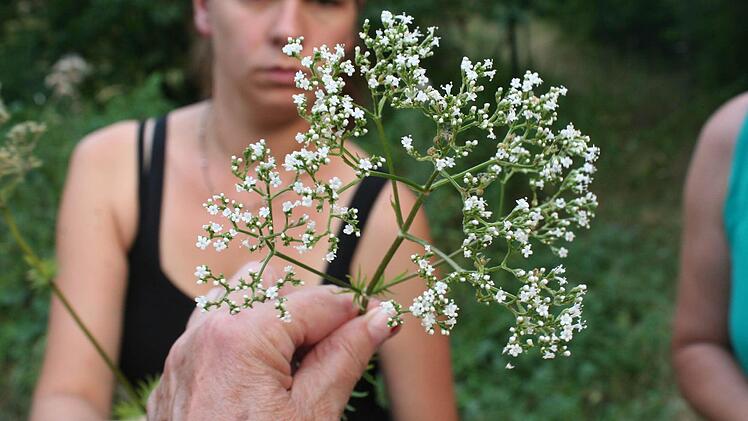 Die beruhigenden Wirkstoffe des Baldrian sind auch heute noch in vielen Naturheilmitteln zu finden.  Foto: Evi Seeger