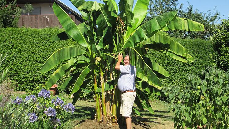 Seit acht Jahren hegt der Hobby-Gärtner seine "Juanita Banana", die größte seiner vier Bananenstauden.
