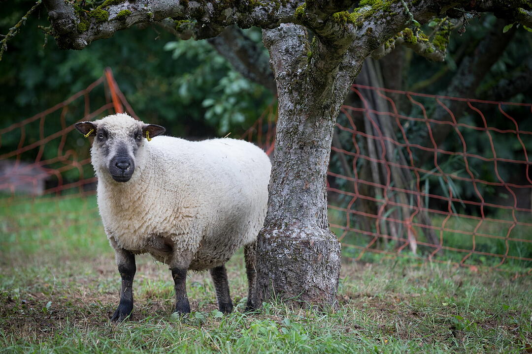 &Ouml;kowein-Pr&auml;sentation