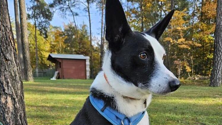 Tierheim Nürnberg: Hund Lucky (5) musste sein Zuhause verlassen - Wer bietet ihm eine neue Familie?