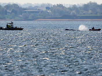 Buckelwal "Timmy" schwimmt