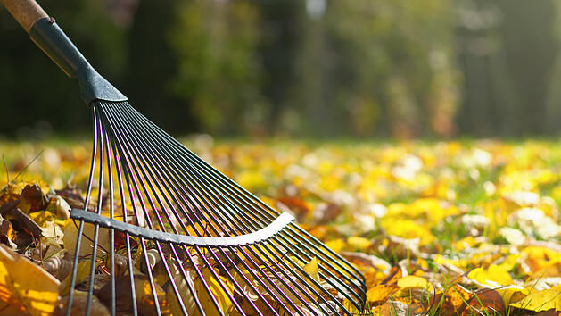 Laub aufsammeln im Herbst - ist es überhaupt nötig?