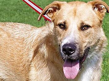 Atreyu ist ein liebenswerter Kerl, der konsequente Erziehung braucht.