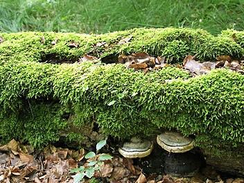 Der Steigerwald ist eine einzigartige Landschaft, und die soll er auch in der Zukunft bleiben. Für die Entwicklung des Steigerwaldes zur Nachhaltigkeitsregion und gegen die Ausweisung eines Großschutzgebietes spricht sich die Resolution "Nachhaltigkeitsregion Steigerwald" aus, die der Gemeinderat Rauhenebrach am Dienstag mehrheitlich verabschiedete.  Foto: Sabine Weinbeer