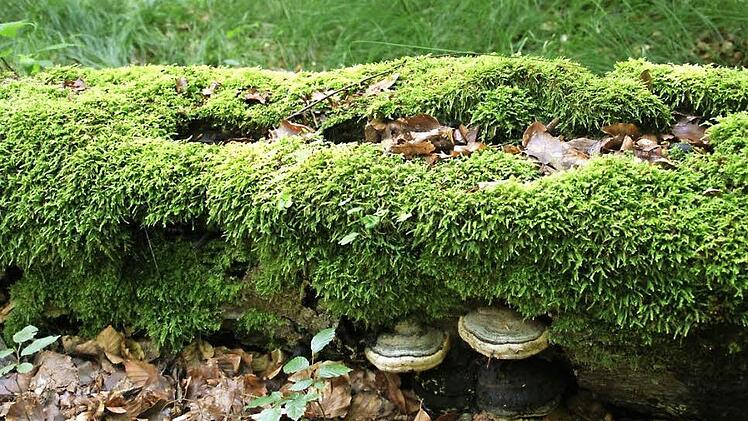Der Steigerwald ist eine einzigartige Landschaft, und die soll er auch in der Zukunft bleiben. Für die Entwicklung des Steigerwaldes zur Nachhaltigkeitsregion und gegen die Ausweisung eines Großschutzgebietes spricht sich die Resolution "Nachhaltigkeitsregion Steigerwald" aus, die der Gemeinderat Rauhenebrach am Dienstag mehrheitlich verabschiedete.  Foto: Sabine Weinbeer