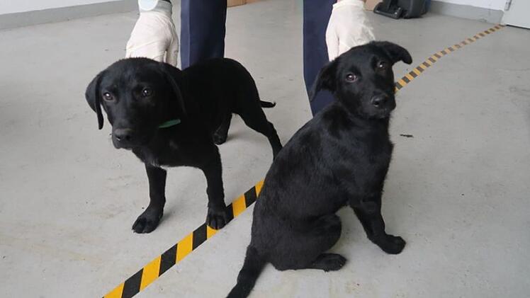 Zwei der sichergestellten Labradormischlinge