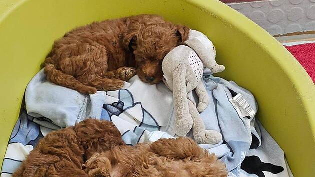 Nach Hiobsbotschaft: Tierheim N&uuml;rnberg gibt Update zu Schmuggel-Welpen