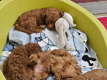 Nach Hiobsbotschaft: Tierheim Nürnberg gibt Update zu Schmuggel-Welpen