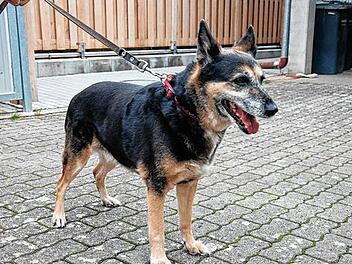 Wer kennt diese liebe H&uuml;ndin?