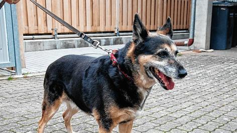 Wer kennt diese liebe H&uuml;ndin?