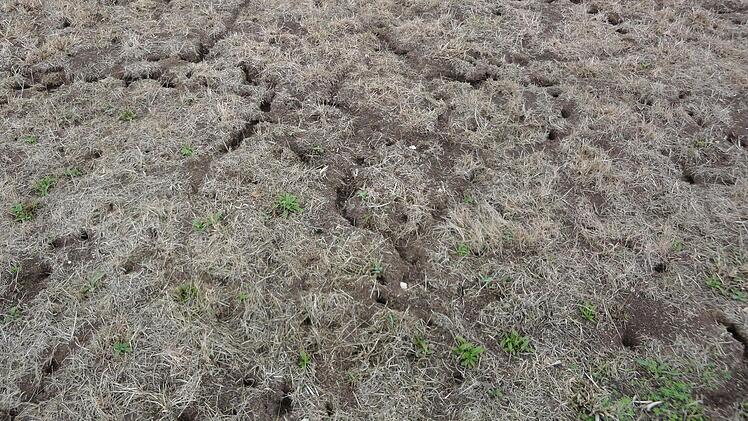 So sieht eine Mäuse-"Großstadt" auf einer Wiese im Itzgrund aus. Die Landwirte klagen über immense Schäden, nicht nur im Grünland.  Fotos: AELF Bayreuth