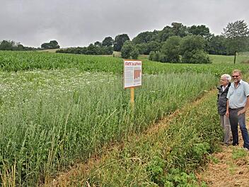 Werner Wunderlich (rechts) mit dem Chemiker Dr. Konrad Richter am Ort seines "Protestes" bzw. seiner Infotafel am Radweg bei Voccawind. Im Vordergrund "unbehandelter Mais", dahinter behandelter.  Fotos: Helmut Will