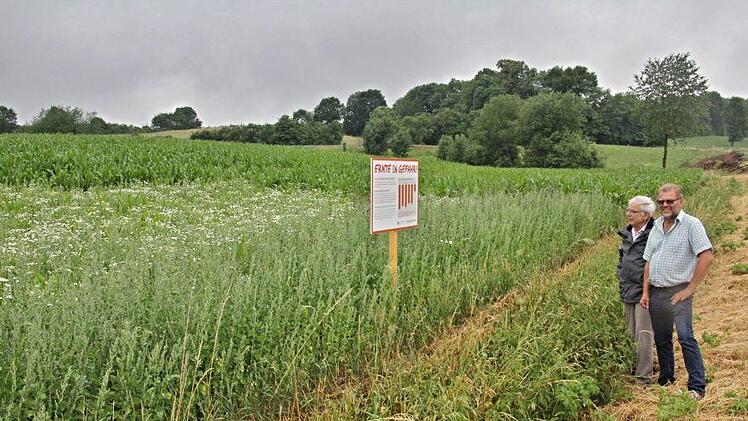 Werner Wunderlich (rechts) mit dem Chemiker Dr. Konrad Richter am Ort seines "Protestes" bzw. seiner Infotafel am Radweg bei Voccawind. Im Vordergrund "unbehandelter Mais", dahinter behandelter.  Fotos: Helmut Will