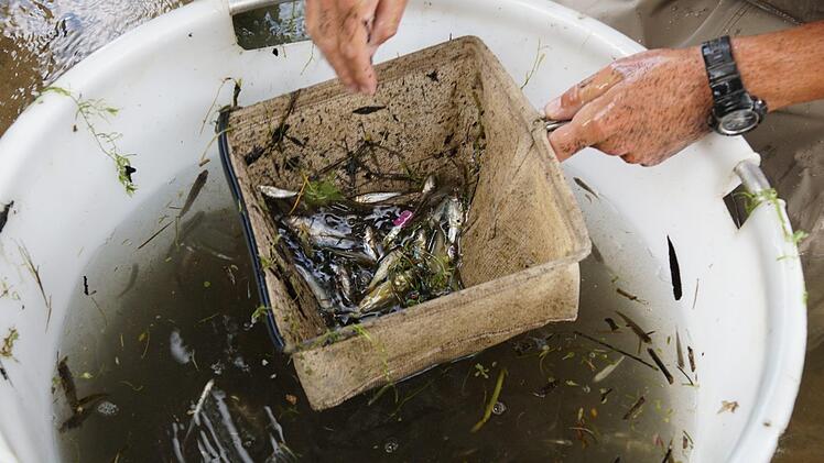 Viele kleine Fische haben sich im Bottich angesammelt.Foto: Arkadius Guzy