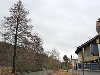 Georg Trenner aus Dörfles schaut von seinem Grundstück auf die beiden Bäume gegenüber. Er befürchtet, dass sie bei Wind oder Sturm auf sein Haus fallen könnten und fragt sich: Wer zahlt im Schadensfall? Foto: Ronald Heck