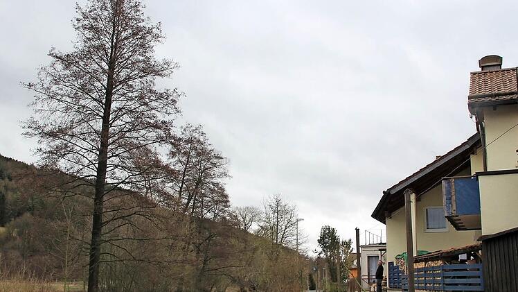 Georg Trenner aus Dörfles schaut von seinem Grundstück auf die beiden Bäume gegenüber. Er befürchtet, dass sie bei Wind oder Sturm auf sein Haus fallen könnten und fragt sich: Wer zahlt im Schadensfall? Foto: Ronald Heck