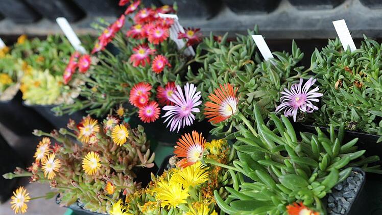 Impressionen aus dem Staudengarten der Familie Sagert in Marktschorgast Foto: Barbara Herbst