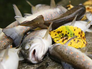Hunderte Fische sind im Herbst vergangenen Jahres einer Kalkeinleitung in den kleinen und großen Rehbach sowie die Steinach zum Opfer gefallen. Foto: Archiv/Sonja Adam