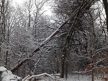 Die Idee von Kernzonen ist es, einzelne Gebiete im Biosphärenreservat Rhön komplett der Natur zu überlassen. Foto: Sebastian Schmitt-Mathea