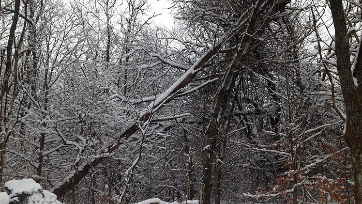 Die Idee von Kernzonen ist es, einzelne Gebiete im Biosphärenreservat Rhön komplett der Natur zu überlassen. Foto: Sebastian Schmitt-Mathea