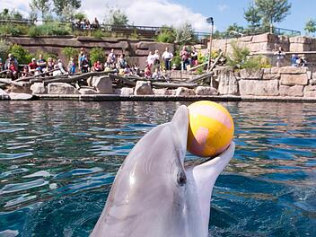 Die Tierrechtsorganisation Peta will dem Tiergarten Nürnberg ein Angebot machen: Für 100.000 Euro soll die Delfinlagune geschlossen werden. Foto: Archiv