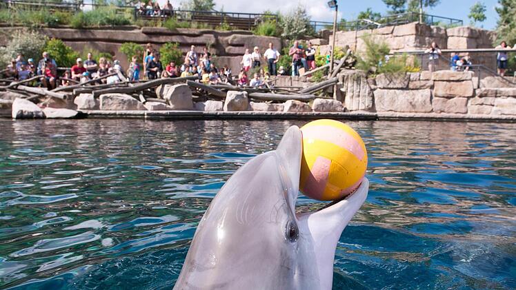 Die Tierrechtsorganisation Peta will dem Tiergarten Nürnberg ein Angebot machen: Für 100.000 Euro soll die Delfinlagune geschlossen werden. Foto: Archiv