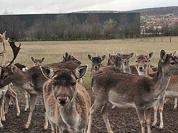 Als wollte es stumm gegen die optische Einschränkung direkt vor seinen Augen protestieren, blickt das Damwild am Ortsrand von Heubach dem Kameramann entgegen.  Fotos: Eckehard Kiesewetter
