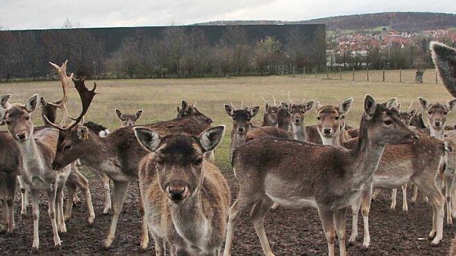 Als wollte es stumm gegen die optische Einschränkung direkt vor seinen Augen protestieren, blickt das Damwild am Ortsrand von Heubach dem Kameramann entgegen.  Fotos: Eckehard Kiesewetter