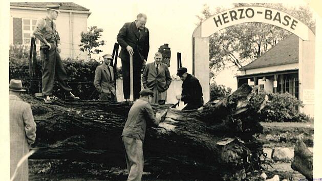 1951 wurde die mächtige Linde vor den Toren der Herzo Base von einem Sturm gefällt. Im Hintergrund ist noch eine Marter zu erkennen, davor sieht man Bürgermeister Hans Maier.  Foto: Stadtarchiv