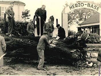 1951 wurde die mächtige Linde vor den Toren der Herzo Base von einem Sturm gefällt. Im Hintergrund ist noch eine Marter zu erkennen, davor sieht man Bürgermeister Hans Maier.  Foto: Stadtarchiv
