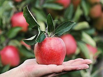 Der heiße Sommer hat die Ernte in Deutschland ordentlich beschleunigt. Symbolbild: pixel2013/pixabay.com