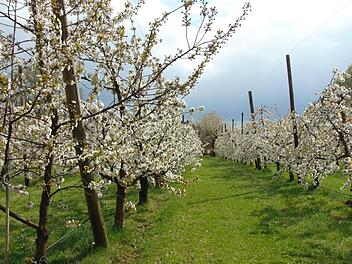 In jeder Reihe der Kirschbäume ist ein Wasserschlauch verlegt. Die Bewässerung wird für die Obstbauern immer wichtiger. Foto: Petra Malbrich
