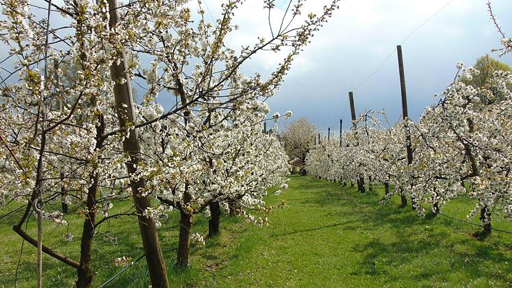 In jeder Reihe der Kirschbäume ist ein Wasserschlauch verlegt. Die Bewässerung wird für die Obstbauern immer wichtiger. Foto: Petra Malbrich