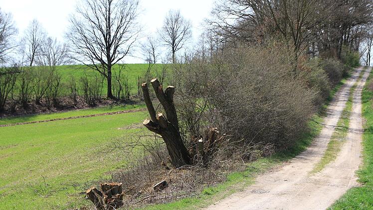 Auch der eine oder andere Baum wurde zurückgeschnitten.  Foto: Andreas Dorsch