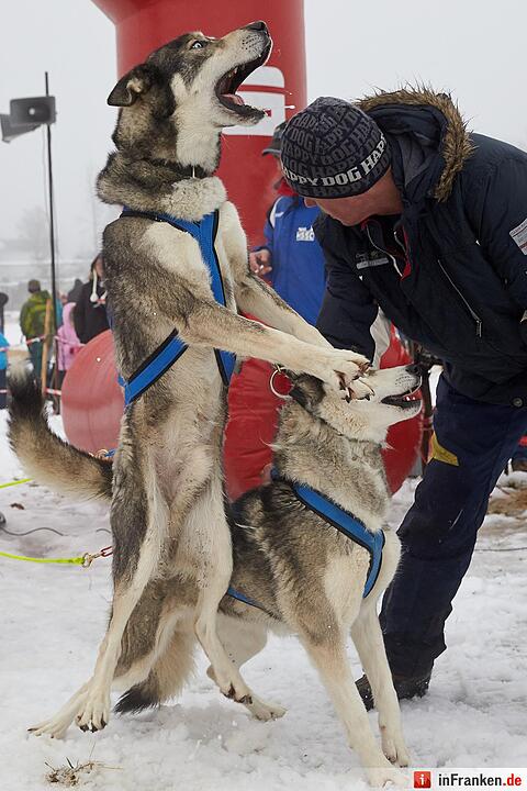 Schlittenhunderennen in Liebenscheid