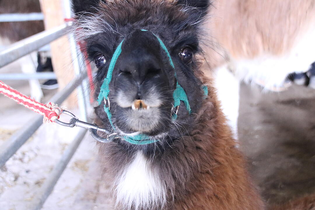 Zu Besuch bei Lamas und Kamelen im Kreis Haßberge